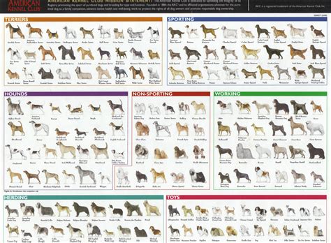 All 340 dog breeds with pictures - Last Updated on February 11, 2024 by admin. Unraveling the extraordinary diversity of 340 dog breeds is a journey through time and evolution, a testament to the remarkable adaptation and companionship between humans and canines. This comprehensive exploration delves into the distinct characteristics, historical origins, and captivating stories ...